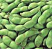 edamame.jpg